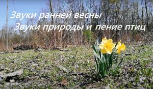 Звуки ранней весны. Красивое пение птиц в весеннем лесу. Музыка весны для отдыха