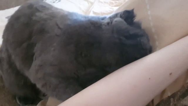Шотландская вислоухая кошка делает массаж,лижет и сосет руку смотреть онлайн