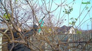 Обрезка алычи.  Собираем урожай без лестницы.