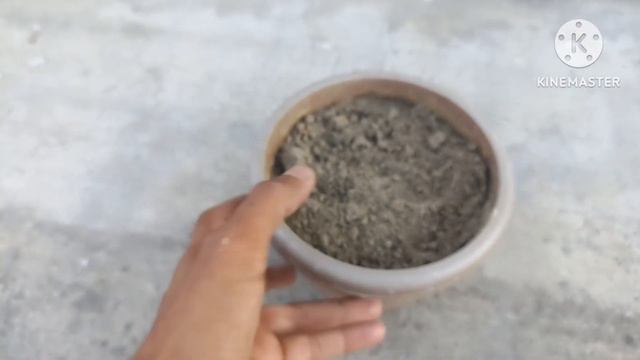 Die hard plant for Beginners | Grow Agave plant from cutting | Agave plant ko kaise grow karein | смотреть онлайн