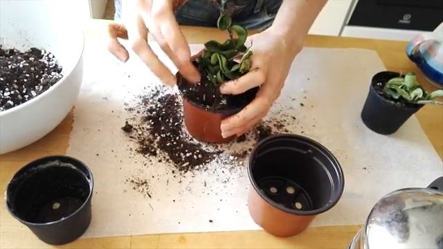 Saving a Hoya carnosa compacta from certain death смотреть онлайн
