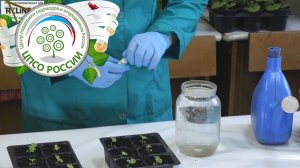 Колеус - выращивание. Корневая подкормка рассады.