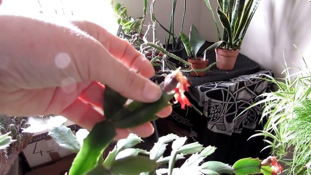 My Schlumbergera truncata Cactus - Christmas Cactus is re blooming for Easter смотреть онлайн