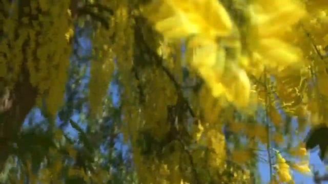 Приметы про желтые и красные цветы. смотреть онлайн