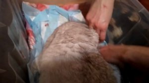 Роды кошки.Второй котёнок.