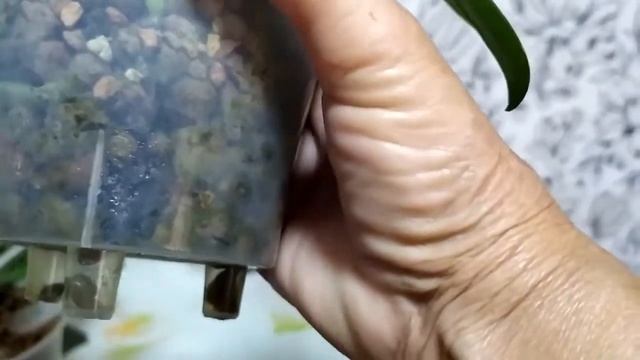 растюшки 2 5 показали личико 2 смотреть онлайн
