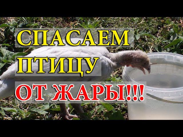 ЗАЩИТИТЬ ПТИЦУ ОТ ЖАРЫ. ПРОПОЙКИ ВО ВРЕМЯ ЖАРЫ!!! смотреть онлайн