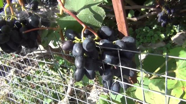 Чеховский виноград в Подмосковье смотреть онлайн