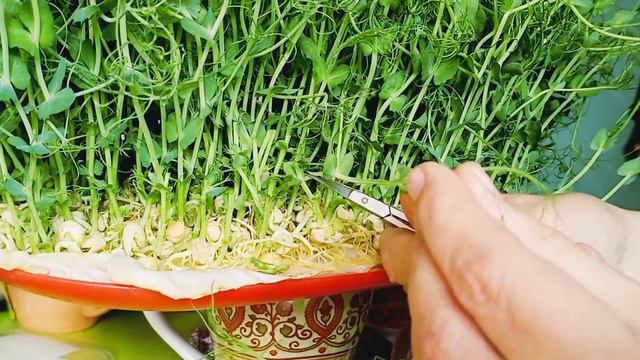 Как хранить стебли горошка смотреть онлайн