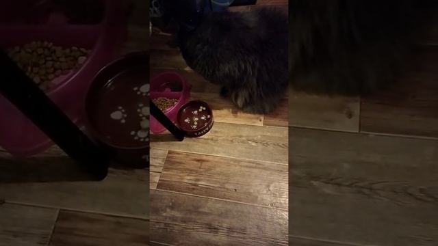 Мейн Кун Яна ест лапой смотреть онлайн