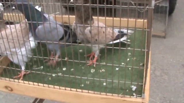 Ярмарка голубей г.Краснодар 01.05.2022г. 1часть смотреть онлайн