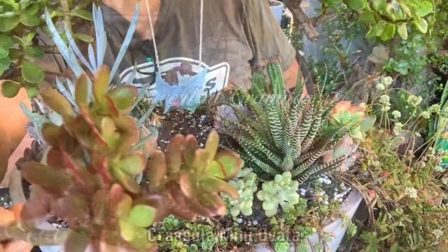 Bonzai Mini Jade Plant (Portulacaria Afra) Succulent And Cacti Arrangement