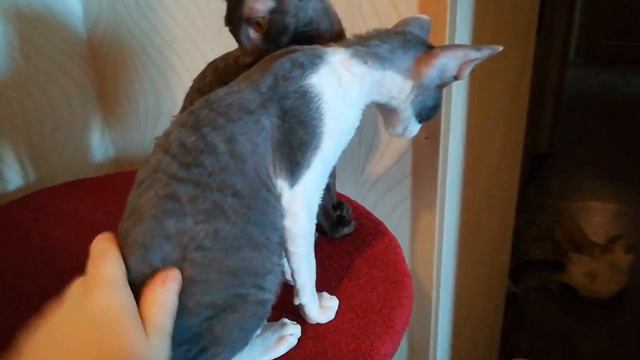 котята питомника Корнелита смотреть онлайн