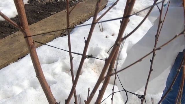 Весна.Снимаю укрытие с персика. Персик Фаворит Мореттини. Средняя климатическая зона. смотреть онлайн