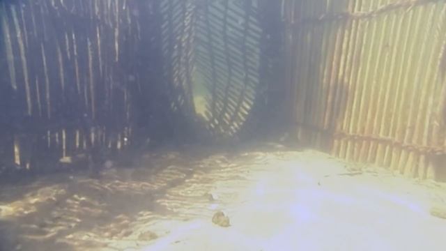 The Vicious Rivalry Between Sharks and Vulnerable Crocodile | The Predator's Bay | Real Wild смотреть онлайн