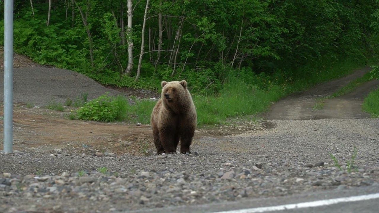 Медведи, Камчатка