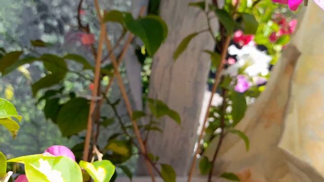 Бугенвиллея Мэри Палмер смотреть онлайн