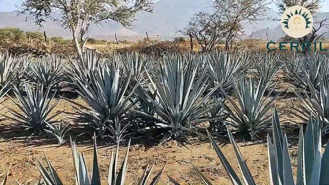 🙌🏻🌱 Cultivo de Agave caso de éxito смотреть онлайн