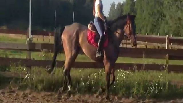 SuperKoni - Супер Кони - спортивные лошади, конкур смотреть онлайн