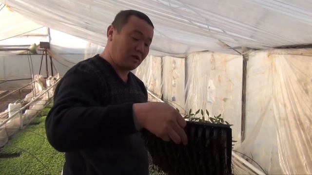 Кәсіпкер Нұржанның қызанақ көшеттерін өсіру тәсілі (10-02-2018)