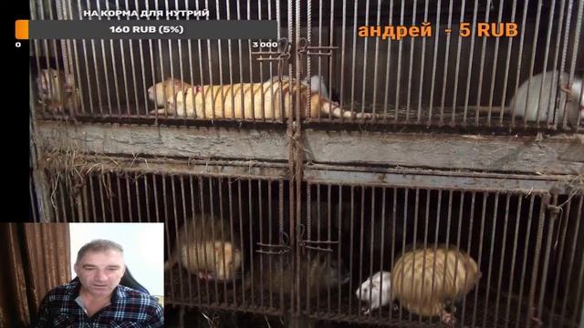 Прямая трансляция пользователя НУТРИЯ ДЛЯ НАЧИНАЮЩИХ Просто Андрей смотреть онлайн