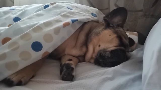 Французский бульдог после прогулки ?❄️?❄️сопит и похрапывает ??#люблюнемогу смотреть онлайн