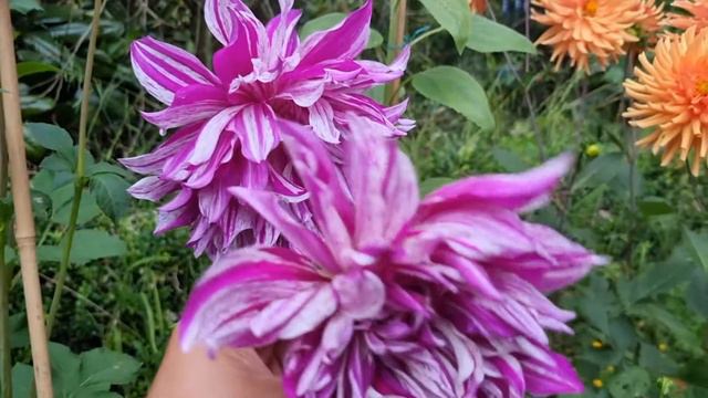 Mom's Special Dahlia смотреть онлайн