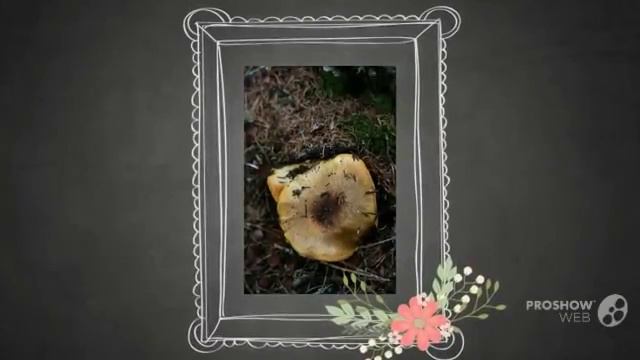 Cortinarius cupreorufus - fungi kingdom смотреть онлайн