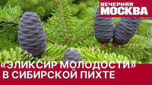 В сибирской пихте нашли «эликсир молодости»