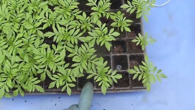 Выращивание тагетеса (бархатцев). смотреть онлайн