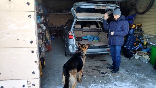 Учим команду ДАЙ ЛАПУ - первые уроки собака породы немецкая овчарка, Джейкоб смотреть онлайн