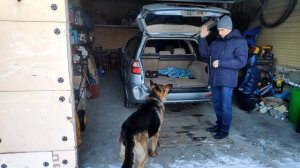 Учим команду ДАЙ ЛАПУ - первые уроки собака породы немецкая овчарка, Джейкоб