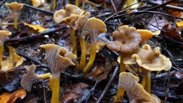 Trompetenpfifferling, Cantharellus Tubaeformis смотреть онлайн