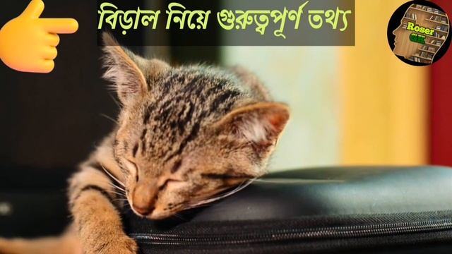 বিড়ালের অজানা তথ্য/Cats facts video/Cat video #cat #facts @Roserfacts смотреть онлайн