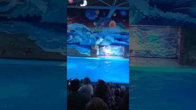 Море 2019. Черноморские афалины (вид дельфинов) занесены в красную книгу. смотреть онлайн