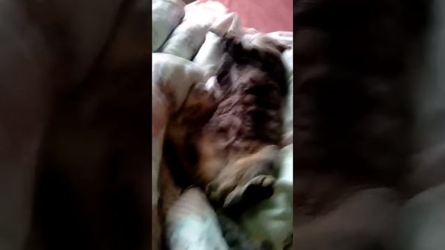 Усыпление кота смотреть онлайн