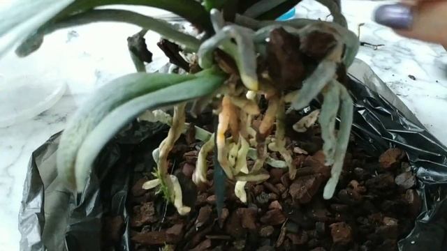 Как пересадить орхидею фаленопсис.