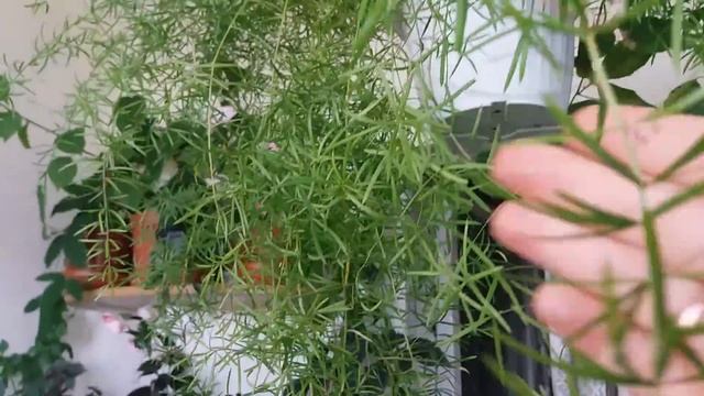 Аспарагус. Уход смотреть онлайн