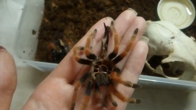 Brachypelma Boehmei Molting (линька паука птицееда) смотреть онлайн