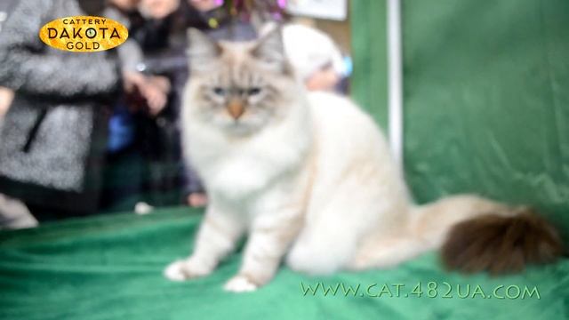 Международная выставка кошек, Харьков, 5 марта 2017, все кошки, часть 2 смотреть онлайн