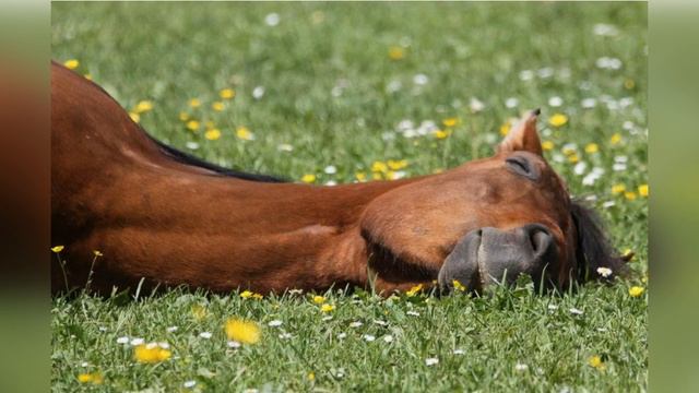 "Конь не валялся" смотреть онлайн