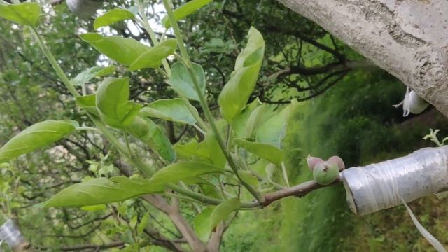 Apple ? Top Grafting Results 2023 смотреть онлайн