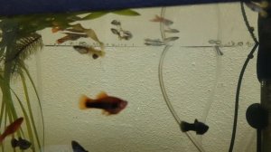 Стерлядь в аквариуме. Месяц