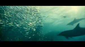 Dolphin - Последний Дельфин