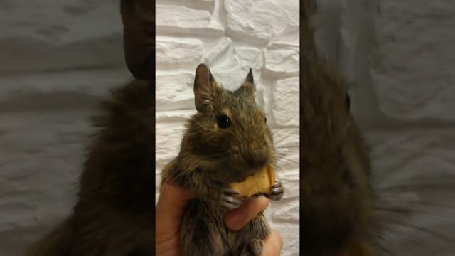 Приятного аппетита, дегу Гиня!Приручили! смотреть онлайн