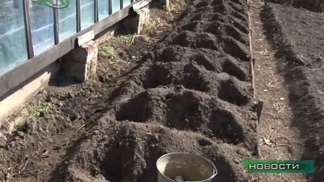 Опасные семена картофеля завезены в Иркутскую область смотреть онлайн