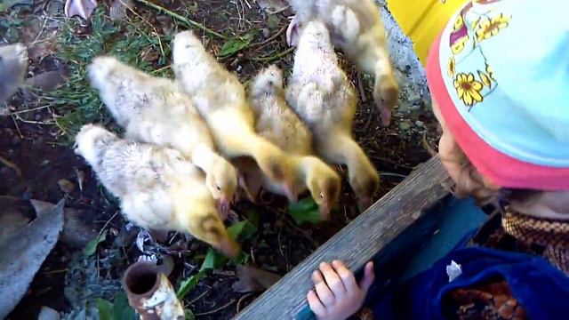 Леди Диана на ферме (часть 3) - Диана и гуси. Lady Diana on the farm (part 3) - Diana and Geese смотреть онлайн