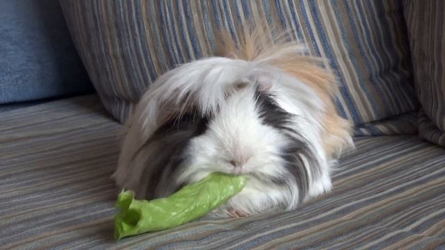 Guinea pig eating a salad. Funny animals. Морская свинка кушает салатик смотреть онлайн