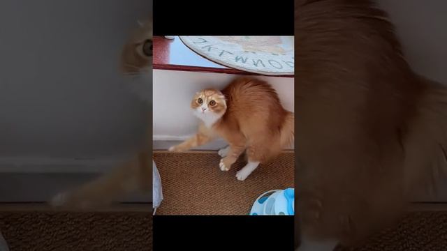 На цыпочках смотреть онлайн