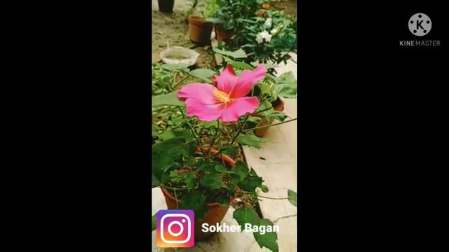 Summer flower Cotton Rose| ফুল গাছের পরিচর্যা смотреть онлайн